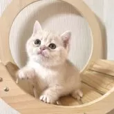 ブリティッシュショートヘア【奈良県・男の子・2025年3月29日・ブルーゴールデン💙】の写真3