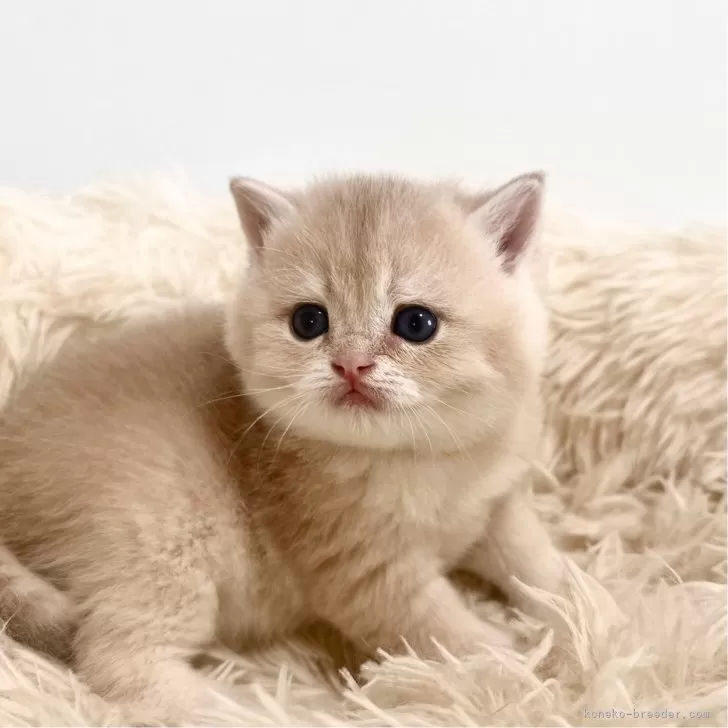 ID：2504-02187の子猫