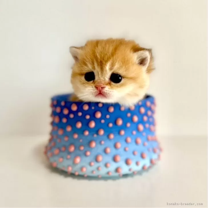 ID：2501-00811の子猫