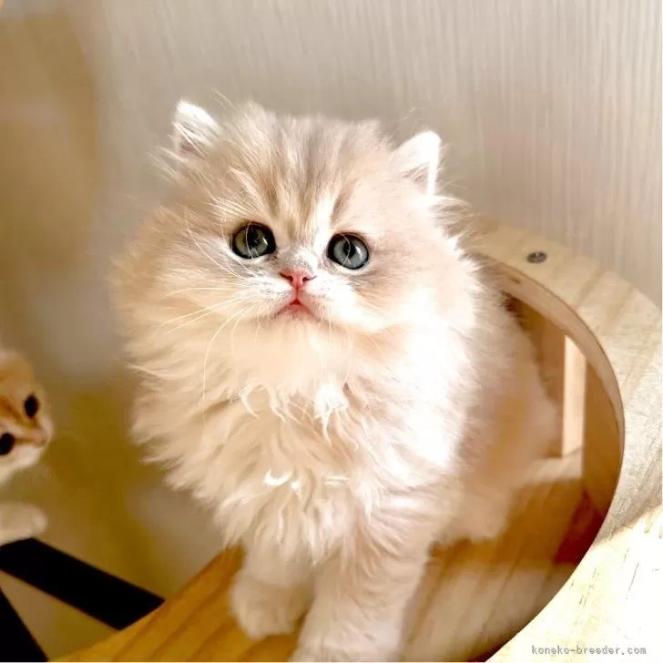 ID:2505-02858の子猫