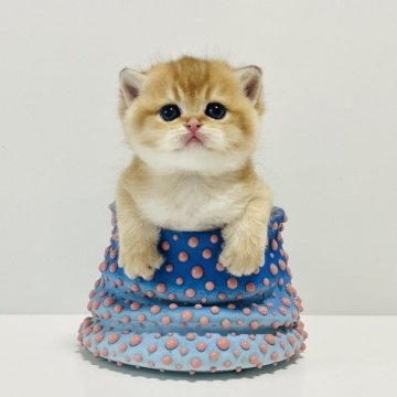 マンチカン(長足)【奈良県・女の子・2025年10月25日・ゴールデン🧡（ショートヘア）】の写真「ブリマンチ❤️ブリティッシュのまん丸顔」