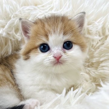 ブリティッシュショートヘア【奈良県・男の子・2026年1月10日・ゴールデン&ホワイト💛🤍（ショートヘア）】の写真「国内では珍しいゴールデンバイカラーのハチワレ💛」