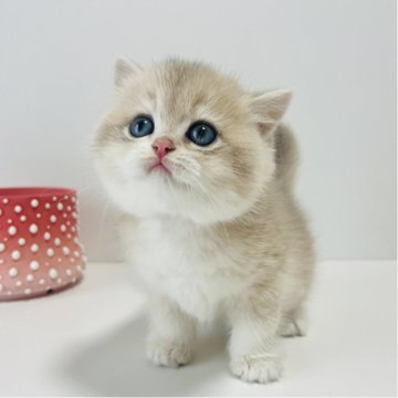 ブリティッシュショートヘア【奈良県・女の子・2025年10月15日・ブルーゴールデン💙（ショートヘア）】の写真「当猫舎自慢のブルーゴールデン💙ay12」