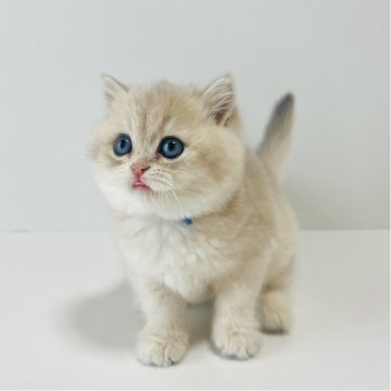 ブリティッシュショートヘア【奈良県・女の子・2025年10月15日・ブルーゴールデン💙（ショートヘア）】の写真「当猫舎自慢のブルーゴールデン💙ay11」