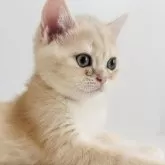 ブリティッシュショートヘア