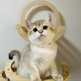 ブリティッシュショートヘア