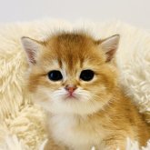 ブリティッシュショートヘア