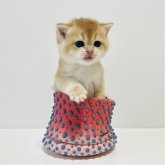 マンチカン(長足)