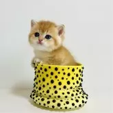 ブリティッシュショートヘア