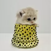 ブリティッシュショートヘア