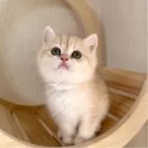 ブリティッシュショートヘア