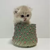 ブリティッシュショートヘア