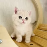 ブリティッシュショートヘア
