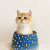 ブリティッシュショートヘア