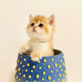 ブリティッシュショートヘア