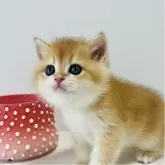 マンチカン(長足)