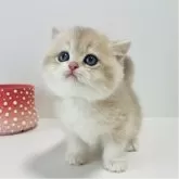 ブリティッシュショートヘア