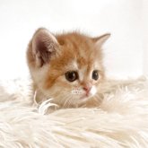ブリティッシュショートヘア