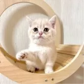 ブリティッシュショートヘア