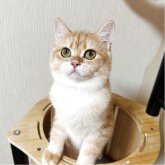 ブリティッシュショートヘア