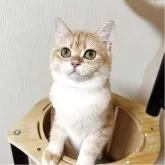 ブリティッシュショートヘア