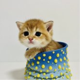 ブリティッシュショートヘア
