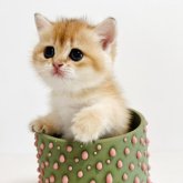 ブリティッシュショートヘア