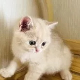 ブリティッシュショートヘア【奈良県・男の子・2025年3月29日・ブルーゴールデン💙】の写真8