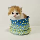 ブリティッシュショートヘア【奈良県・男の子・2026年1月10日・ゴールデン&ホワイト💛🤍】の写真7