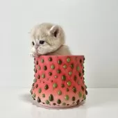 ブリティッシュショートヘア【奈良県・男の子・2026年1月19日・ブルーゴールデン💙】の写真13