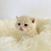 ブリティッシュショートヘア【奈良県・男の子・2025年3月29日・ブルーゴールデン💙】の写真14