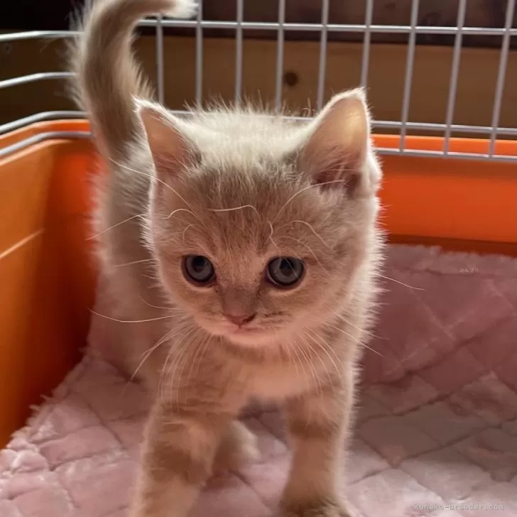 ID:2403-02064の子猫