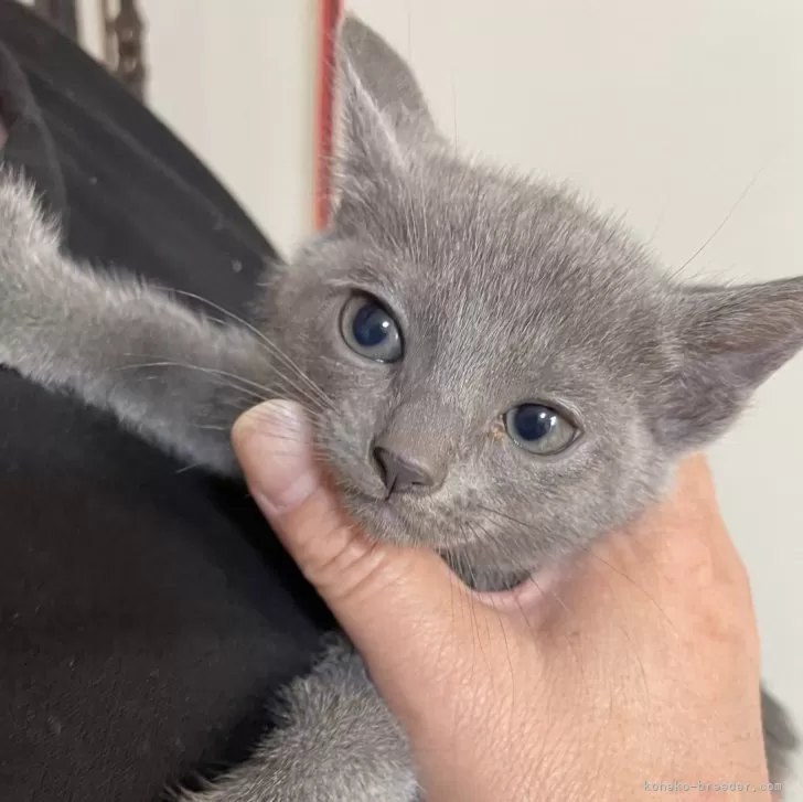 ID:2404-03105の子猫