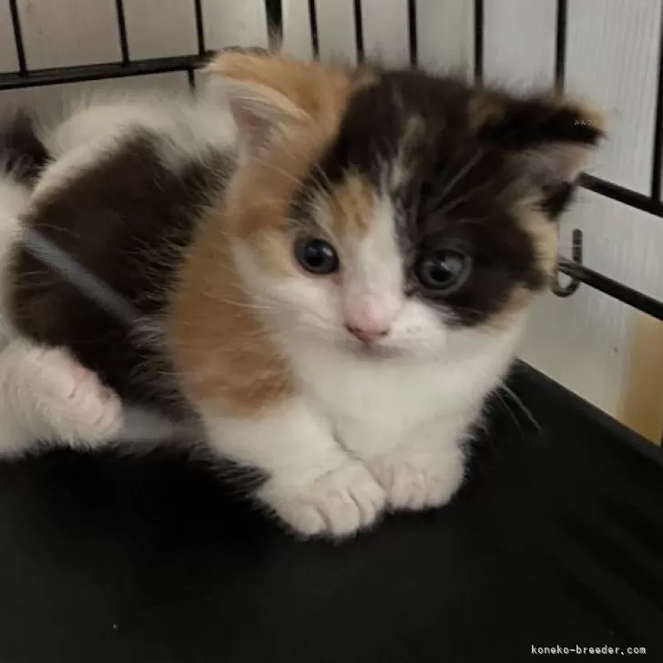 ID:2404-00197の子猫