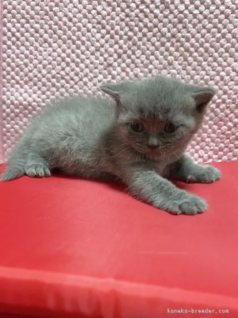 ID：2208-01903の子猫