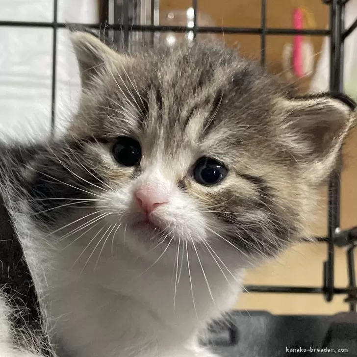 ID:2403-00975の子猫