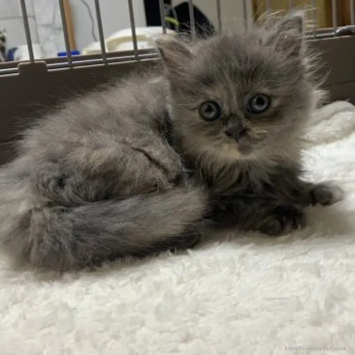ID：2304-02363の子猫