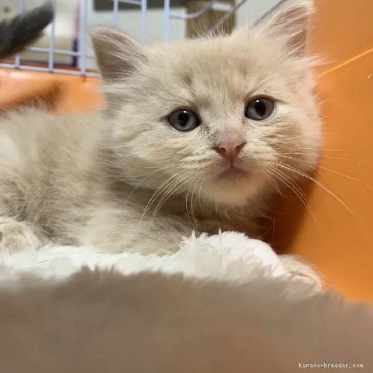 ID：2305-00786の子猫