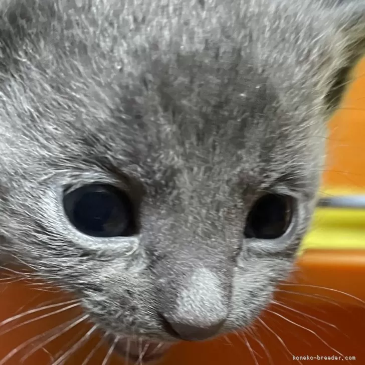ID:2403-02556の子猫