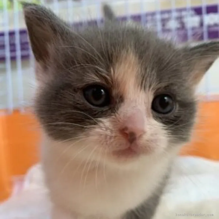 ID:2305-01037の子猫