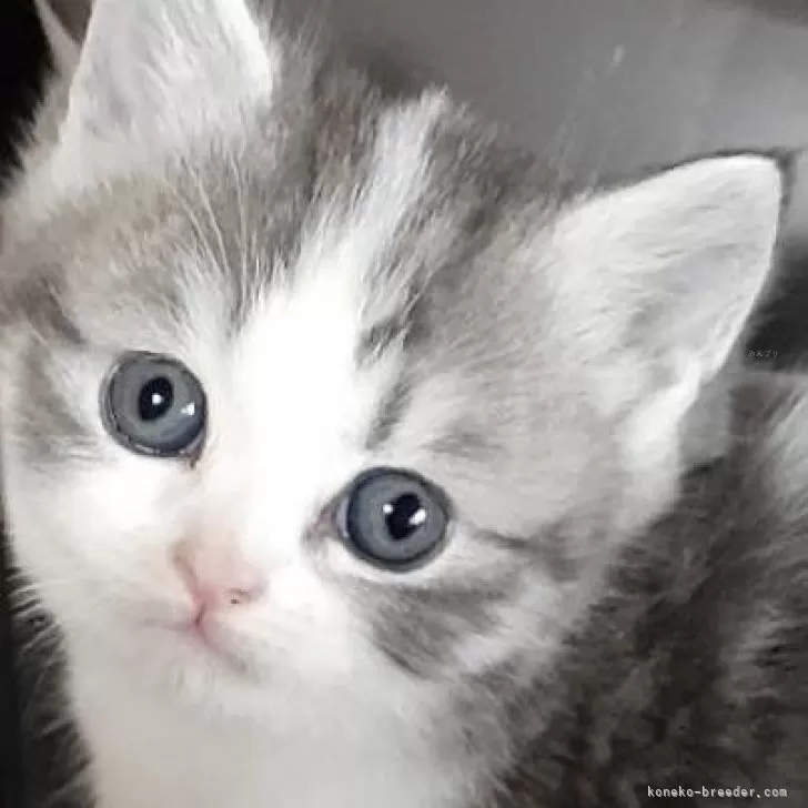 ID：2404-03722の子猫