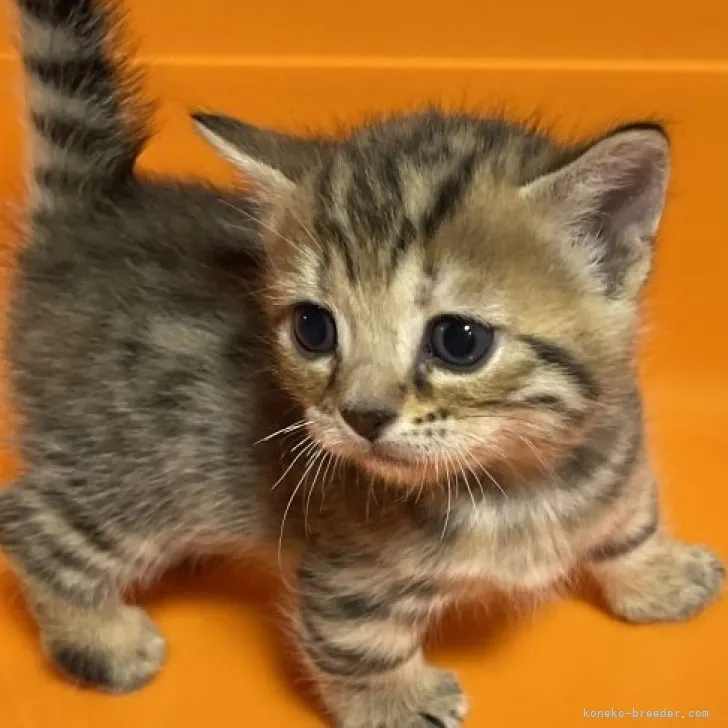 ID：2303-02371の子猫