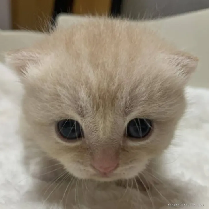 ID：2307-00601の子猫