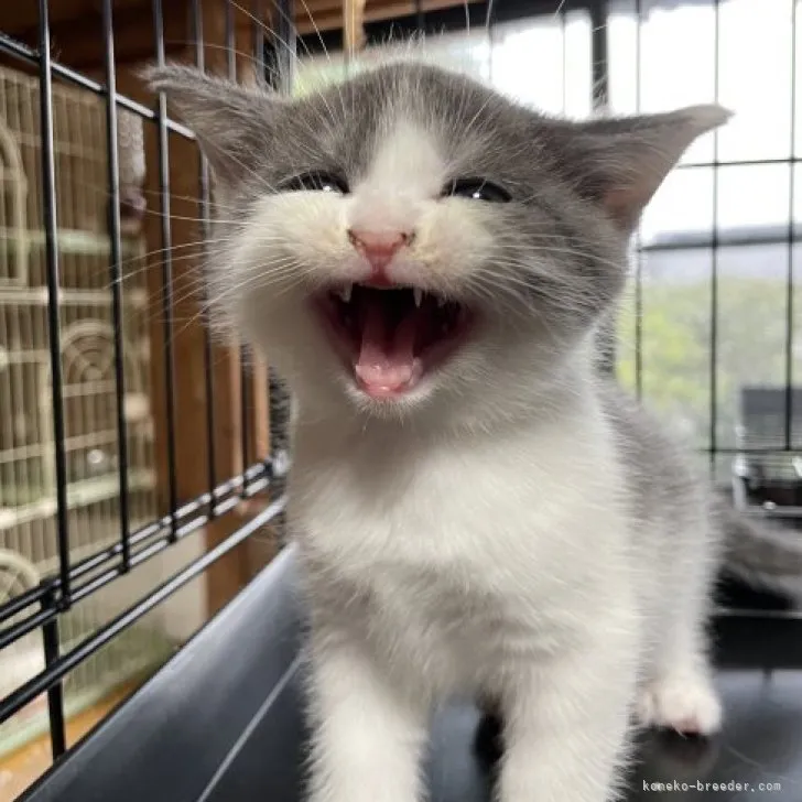 FK 様のお迎えした子猫