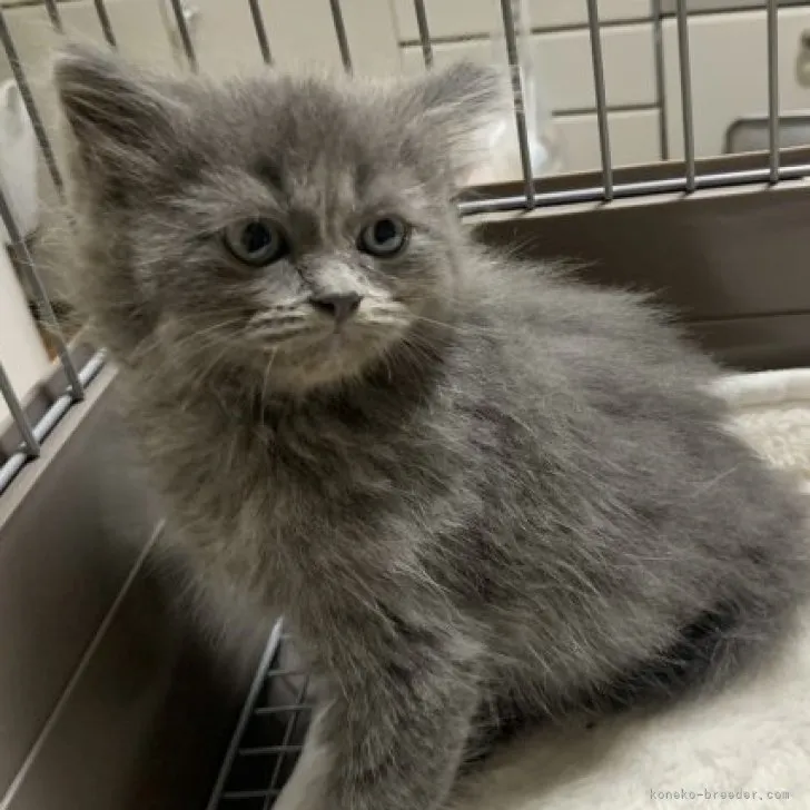 ID:2304-02364の子猫