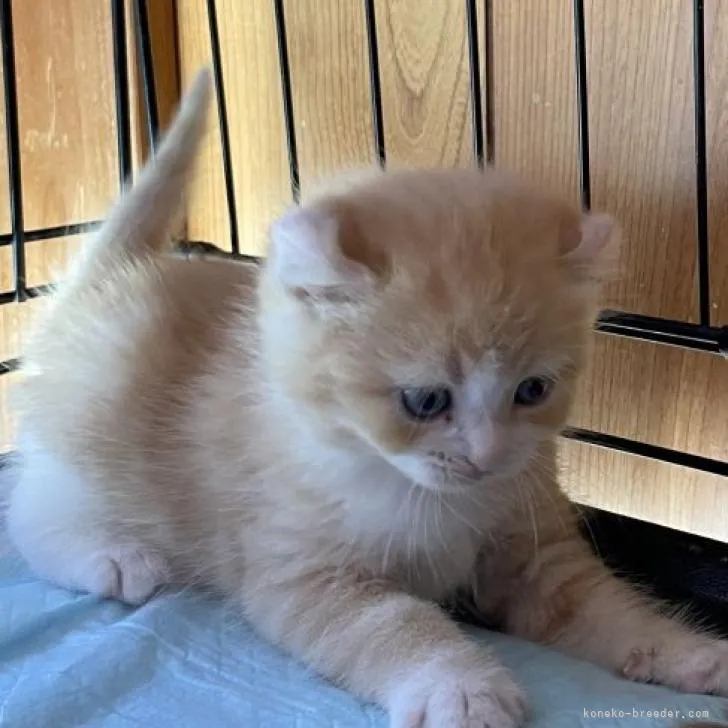 ID:2211-02294の子猫