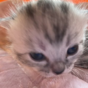 マンチカン(短足)【静岡県・女の子・2024年2月23日・ブルー&クリーム】の写真「超短足の女の子です。4月8日まで
ご予約限定🙇」