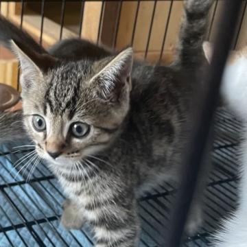 マンチカン(長足)【静岡県・男の子・2022年6月3日・シルバータビー】の写真「ガッチリした　子猫です。」