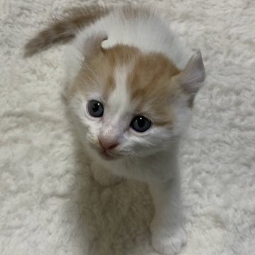 アメリカンカール【静岡県・男の子・2023年3月29日・レッドタビー&ホワイト】の写真「元気な男の子です。甘えん坊さんです。」