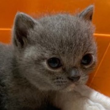 マンチカン(短足)【静岡県・女の子・2023年6月11日・ブルークリーム】の写真「短足のパッチリお目目」